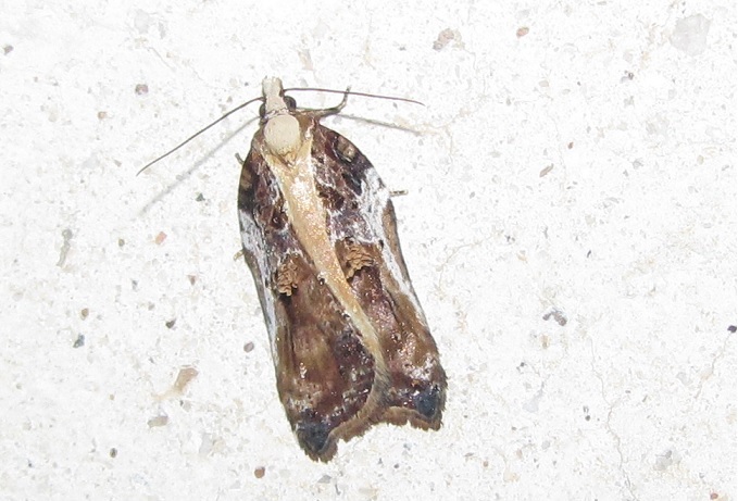 Acleris cristana, Tortricidae